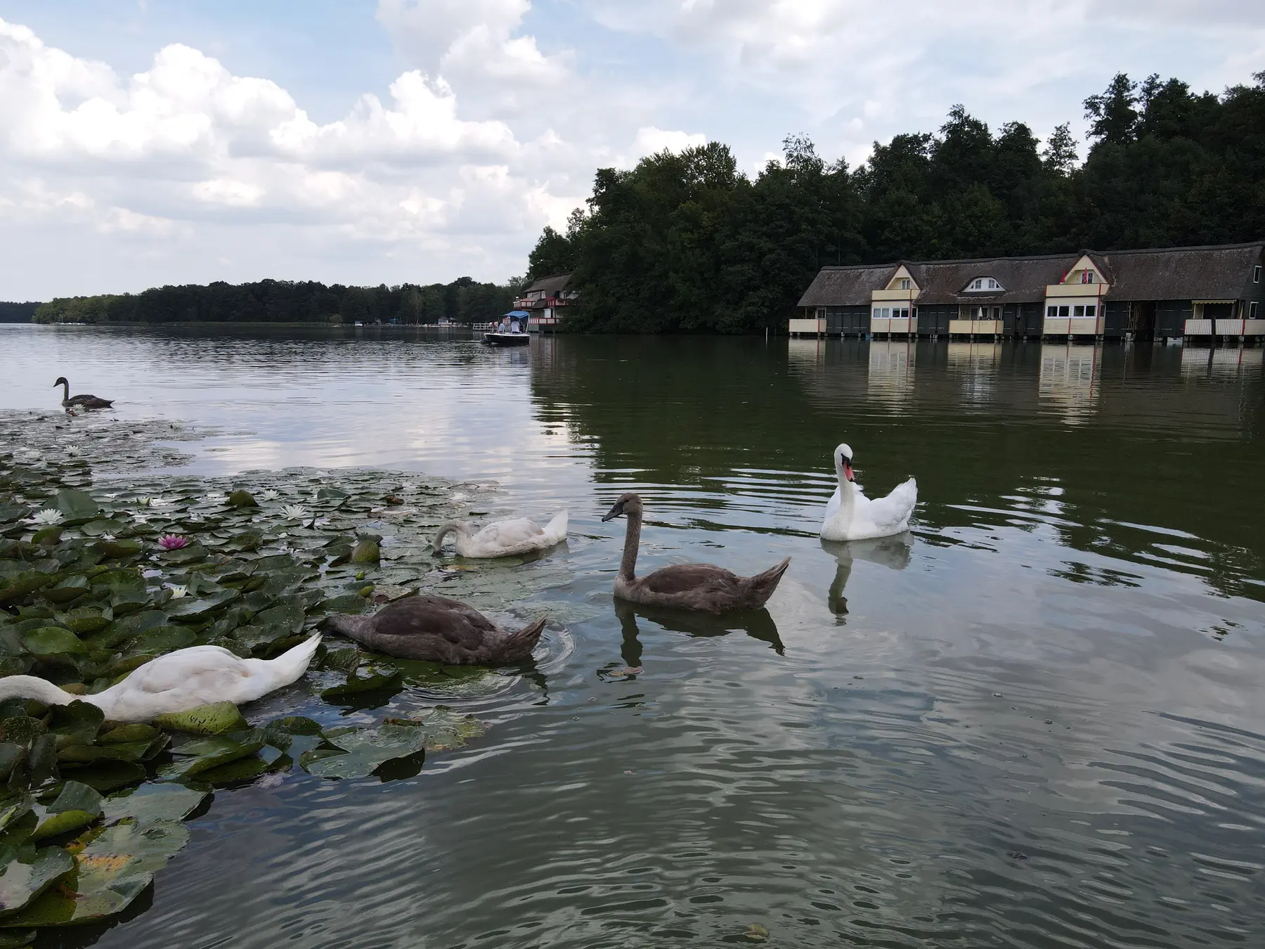 Schwäne zwischen Seerosen auf dem Klempowsee